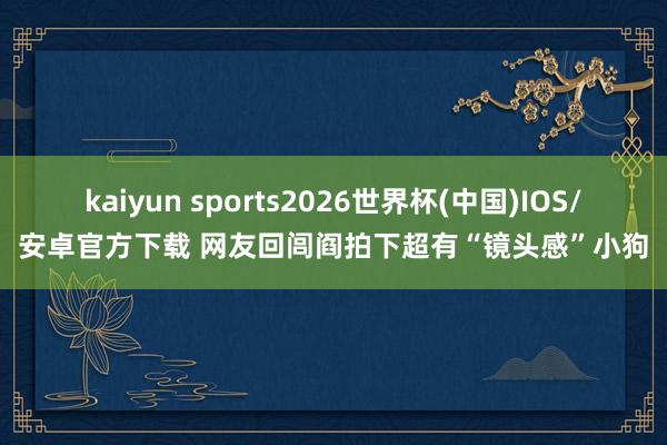 kaiyun sports2026世界杯(中国)IOS/安卓官方下载 网友回闾阎拍下超有“镜头感”小狗